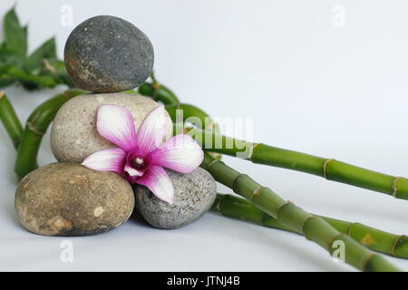 Cailloux gris naturel disposées en style zen avec une orchidée sur le côté droit de la tiges de bambou à droite sur un fond blanc Banque D'Images