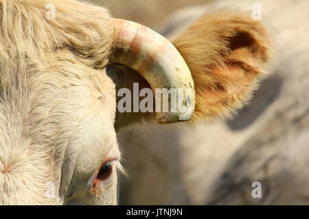 Portrait en tête avec la moitié de la Corne et de l'œil visible d'une vache de race Charolais Banque D'Images