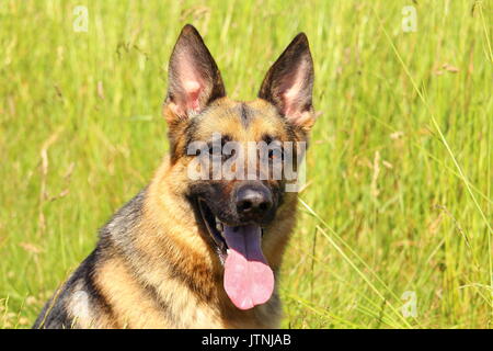 Portrait d'un berger allemand avec des yeux attentifs et qui pousse sa langue contre un arrière-plan de la nature Banque D'Images