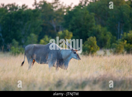 Éland commun (Taurotragus oryx) bull se nourrissant d'une prairie ouverte Banque D'Images