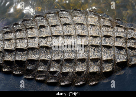 Alligator Alligator mississippiensis) (balances, Kirby Storter Roadside Park, Big Cypress National Preserve, Florida, USA Banque D'Images