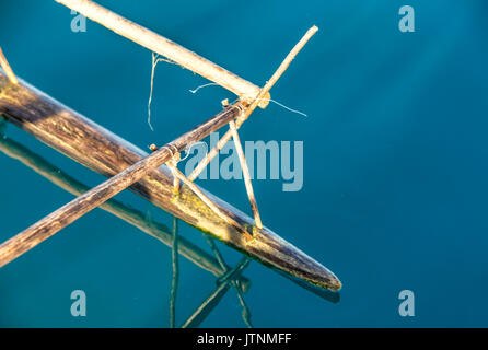 Nimoa Island - Ici l'île mission va vous impressionner. Cinq caractéristiques de l'église peintures murales de la vie de l'île et tous les bâtiments sont entourés de jardins bien entretenus et les chemins remplis de plantes à fleurs. Bordée de montagnes couvertes de jungle, plages de carte postale et d'eaux claires - une île paradisiaque en effet ! La Louisiade est une chaîne de 10 îles volcaniques plus souvent entourées de récifs coralliens, et 90 petites îles de corail situé à 200 km au sud-est de la Nouvelle Guinée Banque D'Images