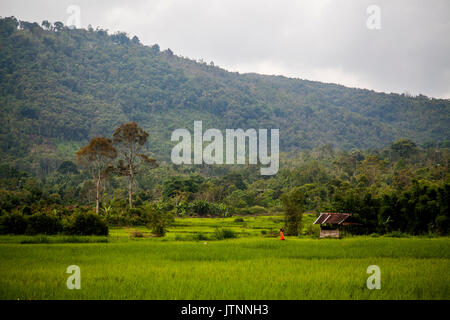 Une femme dans un hijab rouge marche à travers un champ de riz vert luxuriant dans la vallée de Kerinci de Sumatra, Indonésie, près de la frontière du Parc National de Kerinci-Seblat. Le parc abrite la plus grande population de tigres de Sumatra. Banque D'Images