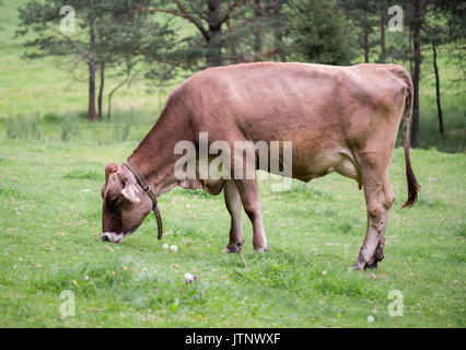 Une vache dans une prairie alpine est de manger de l'herbe. Banque D'Images