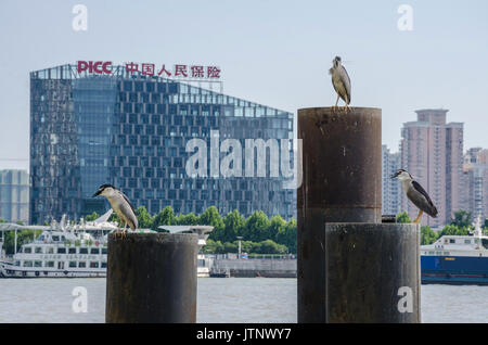 Les hérons s'asseoir sur des piliers sur le bord de la rivière Huangpu à Shanghai, Chine. Banque D'Images