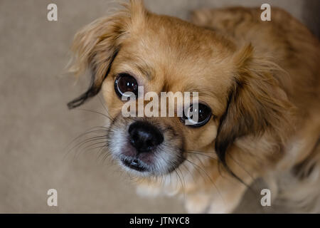 Tibetan Spaniel dog looking up Banque D'Images