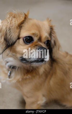 Portrait de chien épagneul tibétain Banque D'Images