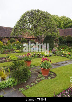 Chenies Manor garden, dans le Buckinghamshire. Vue portrait Diagonal de jardin en contrebas avec apple tree, chemins et des tulipes sur jour pluvieux, pelouses, le pavage et topiaires. Banque D'Images