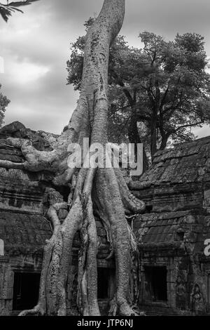 Racines de Tetrameles nudiflora, cet exemple populairement connu sous le nom de 'Tomb Raider', envahir un mur de la cour intérieure, Ta Prohm, Angkor, Siem Re Banque D'Images