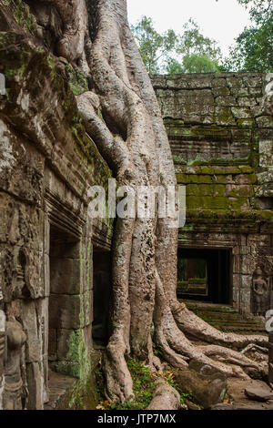 Racines de Tetrameles nudiflora envahir un mur de la cour intérieure, Ta Prohm, Angkor, Siem Reap, Cambodge Banque D'Images