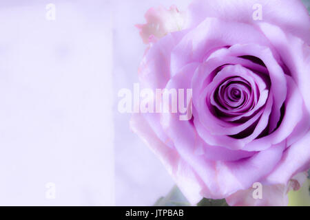 Rose. Belle rose rose. Couleur doux et frais. Macro. Banque D'Images