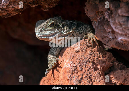 (Physignathus lesueurii lesueurii / Intellagama) issues des crevasses, originaire de l'Est de l'Australie Banque D'Images