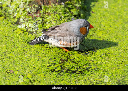 Diamant mandarin (Taeniopygia guttata / Poephila guttata) homme originaire de l'Australie venant pour un verre et de vous rafraîchir dans l'eau de l'étang sur une chaude journée Banque D'Images