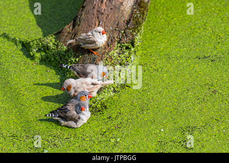 Homme et femme diamants mandarins (Taeniopygia guttata / Poephila guttata) originaire de l'Australie et de l'eau potable baignade de pond sur une chaude journée Banque D'Images