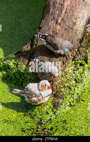Homme et femme diamants mandarins (Taeniopygia guttata / Poephila guttata) originaire de l'Australie venant de boire de l'eau de l'étang sur une chaude journée Banque D'Images