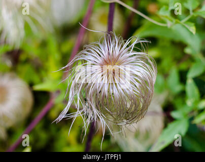 Brins de spirale d'un Seedhead Pasqueflower alpin ; UK Banque D'Images