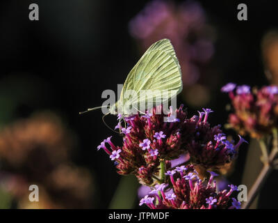 Petit papillon blanc (Pieris rapae) sur fleur pourpre Banque D'Images