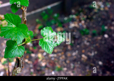 HOVERFLY SUR BUSH DE CASSIS Banque D'Images