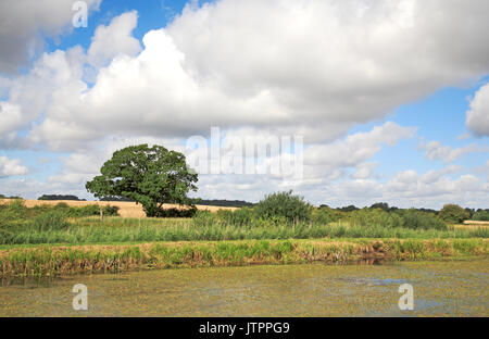 Paysage d'un pays par la old north walsham et dilham canal près de ebridge mill, north walsham, Norfolk, Angleterre, Royaume-Uni. Banque D'Images