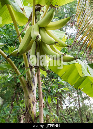 Gros régime de bananes de la ferme organique dans la campagne de la Thaïlande. Banque D'Images