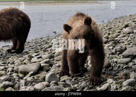 Un curieux brown bear cub les visiteurs humains lors d'une rencontre proche à l'observation des ours McNeil River State Game Sanctuary sur la péninsule de Kenai, en Alaska. Le site distant est accessibles qu'avec un permis spécial et est la plus importante population saisonnière d'ours bruns dans leur environnement naturel. Banque D'Images