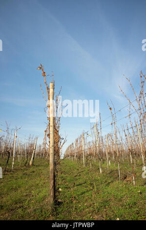 Un vignoble en hiver, Alsace, France Banque D'Images