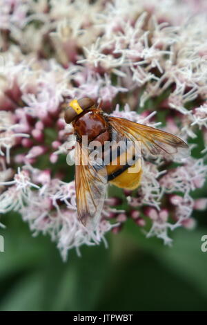 Hoverfly sur le chanvre aigremoine Banque D'Images