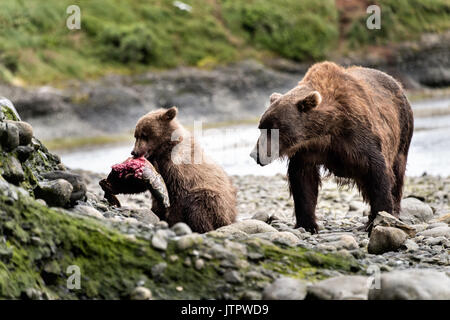 Un ours brun sow connu sous le nom de femme à barbe comme ses montres cub printemps apprendre à manger le saumon comme elles sèvrent au McNeil River State Game Sanctuary sur la péninsule de Kenai, en Alaska. Le site distant est accessibles qu'avec un permis spécial et est la plus importante population saisonnière d'ours bruns dans leur environnement naturel. Banque D'Images