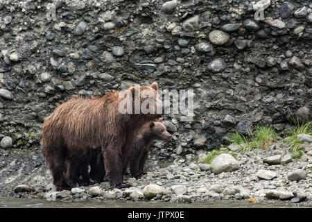 Un ours brun sow connu sous le nom de Femme à Barbe se distingue avec son printemps d'oursons au McNeil River State Game Sanctuary sur la péninsule de Kenai, en Alaska. Le site distant est accessibles qu'avec un permis spécial et est la plus importante population saisonnière d'ours bruns dans leur environnement naturel. Banque D'Images