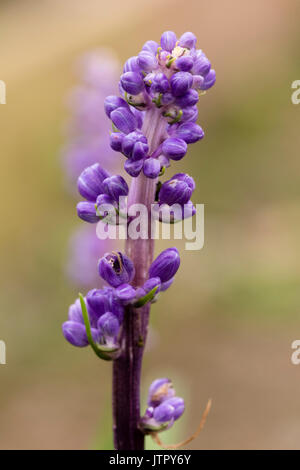 Fleur simple tige de la croissance faible, liriope evergreen lily turf muscari, montrant les bourgeons bleu-violet Banque D'Images