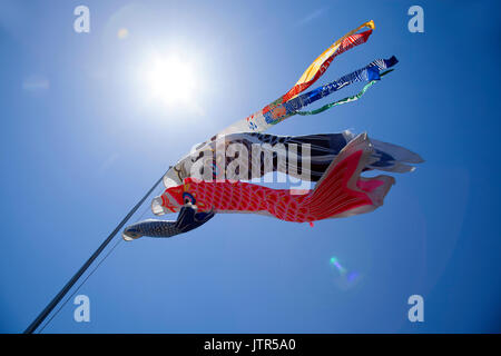 Cerfs-volants de carpe Koinobori colorés contre un ciel bleu clair dans les hautes terres d'Asagiri avec Mt. Fuji en arrière-plan au Japon Banque D'Images