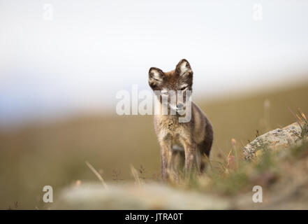 Le renard arctique, Vulpes lagopus, cub dans l'habitat naturel, l'été à Svalbard en Norvège Banque D'Images