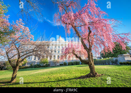 Washington DC Capitol à l'immeuble pendant la saison du printemps. Banque D'Images