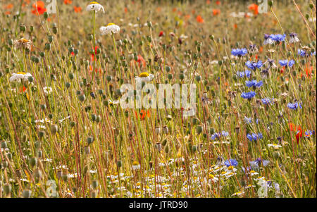 Belle variété de fleurs sauvages, de fleurs de maïs, de coquelicots et de pâquerettes dans un pré Banque D'Images