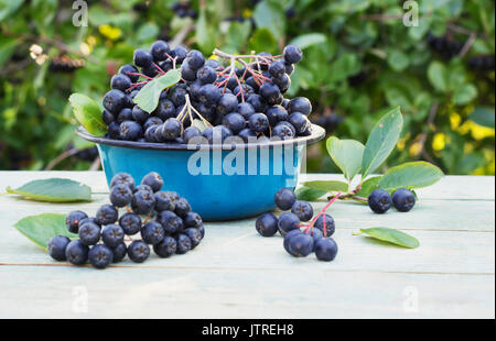 Aronie dans un bol en métal sur la rue Banque D'Images