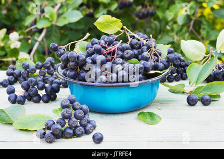 Aronie dans un bol en métal sur la rue Banque D'Images