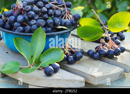 Aronie dans un bol en métal sur la rue Banque D'Images