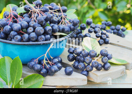 Aronie dans un bol en métal sur la rue Banque D'Images