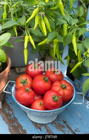 Les tomates de serre, Solanum lycopersicum, 'Goûter'. Banque D'Images