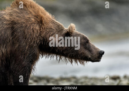 Un ours brun sow connu sous le nom de femme à barbe guards ses petits à la McNeil River State Game Sanctuary sur la péninsule de Kenai, en Alaska. Le site distant est accessibles qu'avec un permis spécial et est la plus importante population saisonnière d'ours bruns dans leur environnement naturel. Banque D'Images