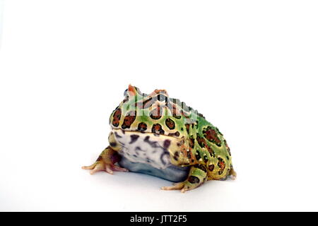 Green Cranwell's Horned Frog, Ceratophrys cranwelli Grenouille Pacman pour mineurs, sur fond blanc. En captivité, Argentine Banque D'Images