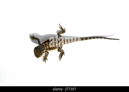 Le centre de dragon barbu, Pogona vitticeps, vue dorsale de la Inland Bearded Dragon sur fond blanc. L'Australie, de l'Australie en captivité Lizard Banque D'Images