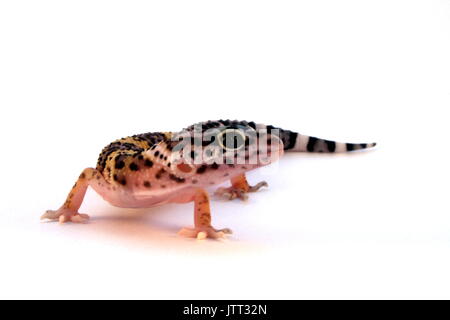 Le gecko léopard, Eublepharis macularius, lézard juvénile contre fond blanc du sud de l'Afghanistan, en captivité, Banque D'Images