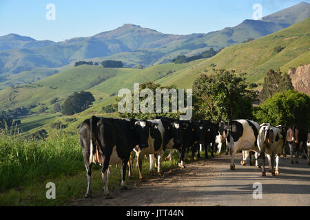 Troupeau de vaches à l'aube dans les collines au-dessus de Akaroa Harbour, en Nouvelle Zélande. Banque D'Images