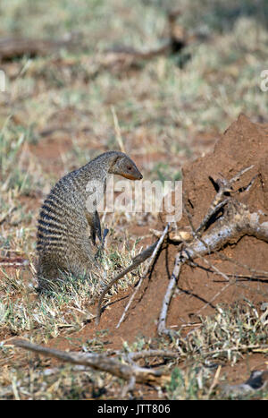 Mongoose sauvages prises dans African Safari Banque D'Images