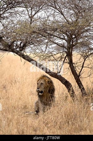 Lion mâle sous un arbre pris dans African Safari Banque D'Images