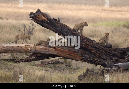 Jeunes lions sur une branche dans le parc national du Serengeti, Afrique de l'Est Banque D'Images