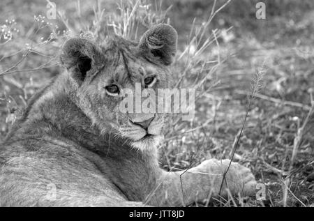 Jeune lion portrait Banque D'Images