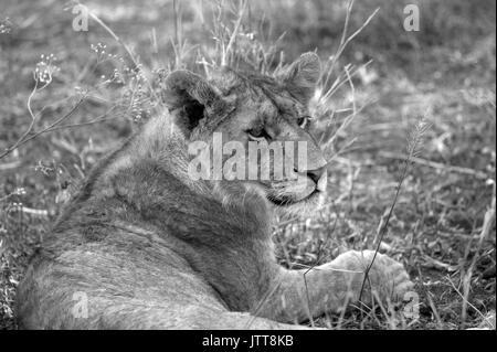 Jeune lion portrait Banque D'Images