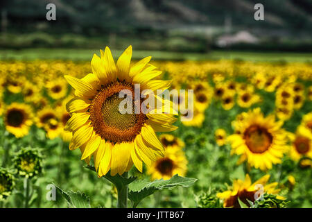 Des tournesols cultivés sur Maui comme source d'énergie renouvelable. Banque D'Images